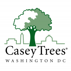 Casey Trees